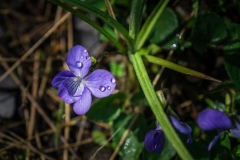 Cepesta_Bukova-fialka
