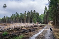Cepesta_Bukova_mlha