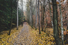 Okolo-Drhlenskeho-rybniku