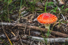 Cepesta_Hynsta_muchomurka