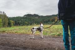 Cepesta_Hynsta_vilik-se-rozhlizi