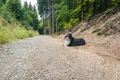 Cepesta_Kokorinsky-dul_cesta
