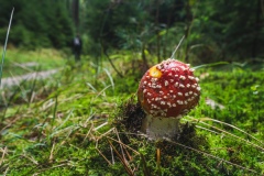 Cepesta_Kokorinsky-dul_houba