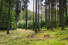 Cepesta_Kokorinsky-dul_les