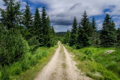 Cepesta_cesta-k-Holubniku