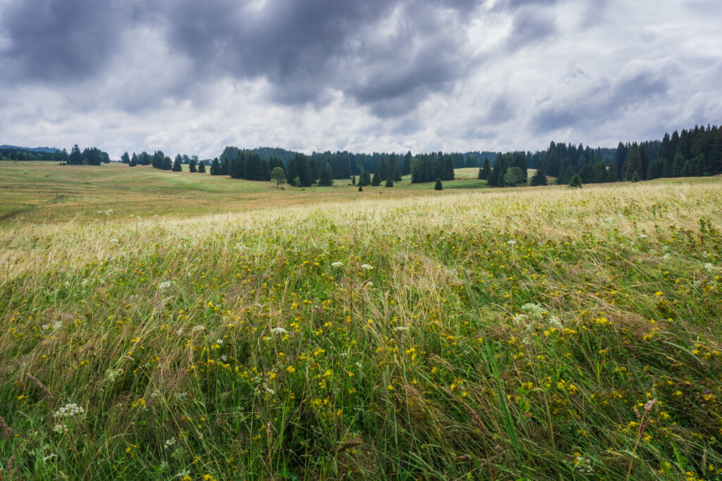 Pohoří na Šumavě - louka