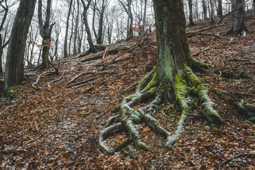 NPR Malý a Velký Bezděz - kořen stromu