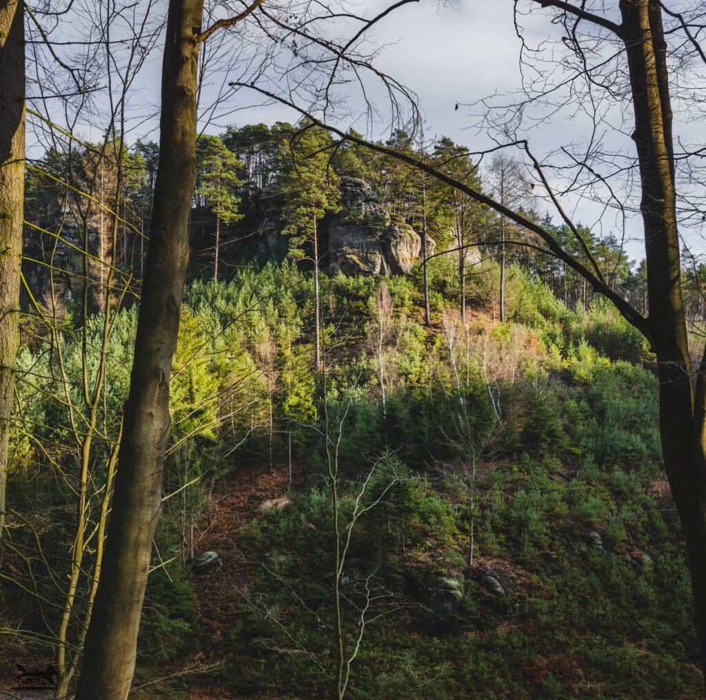 Velký Beškovský vrch - lesy