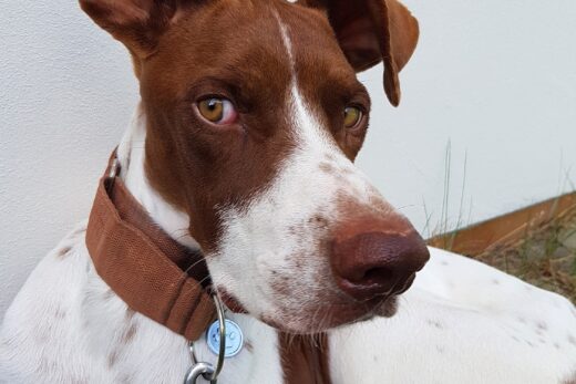 Adopce Willyho